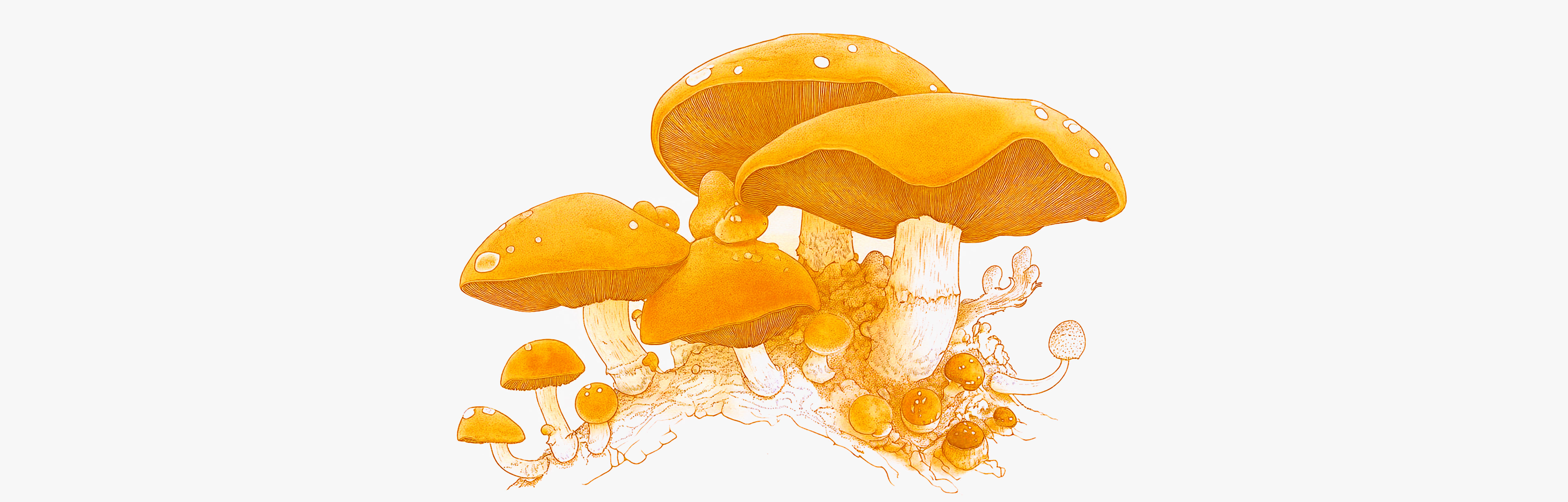 Return of medicinal mushrooms