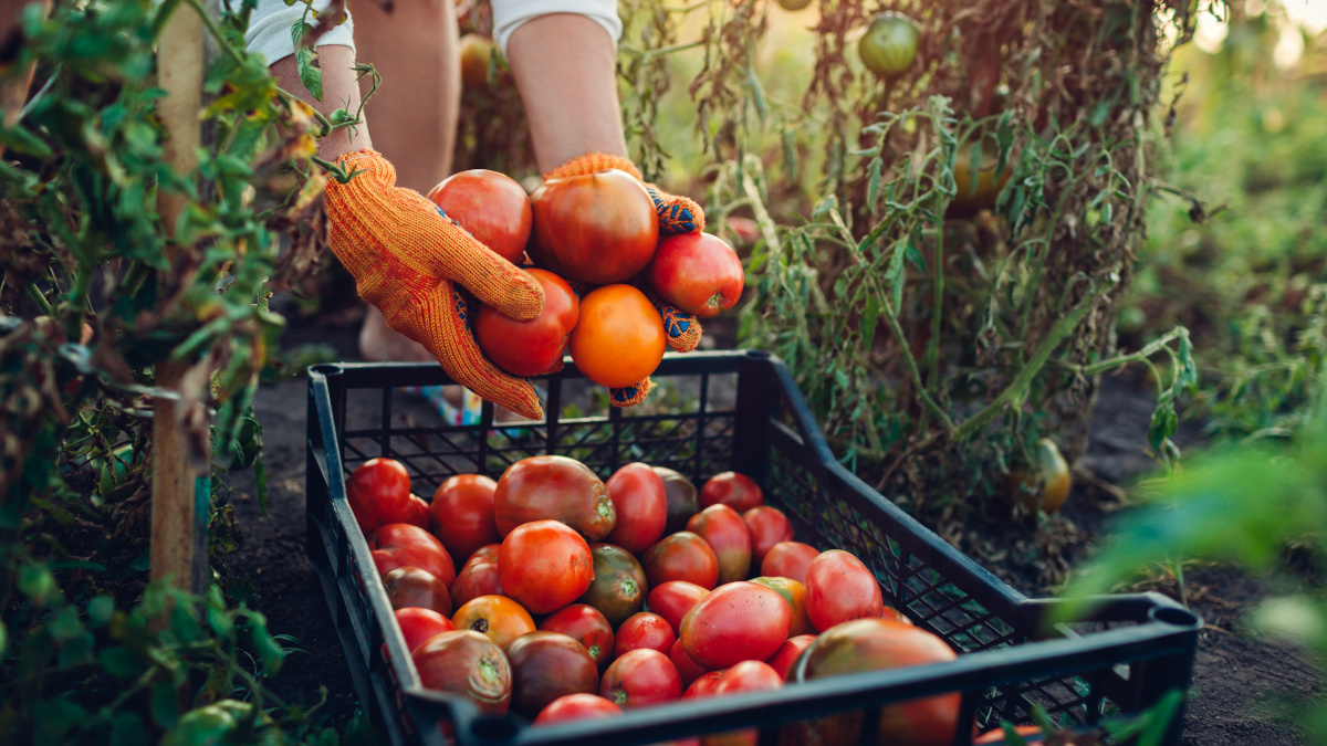 Harvesting organic fruits and vegetables