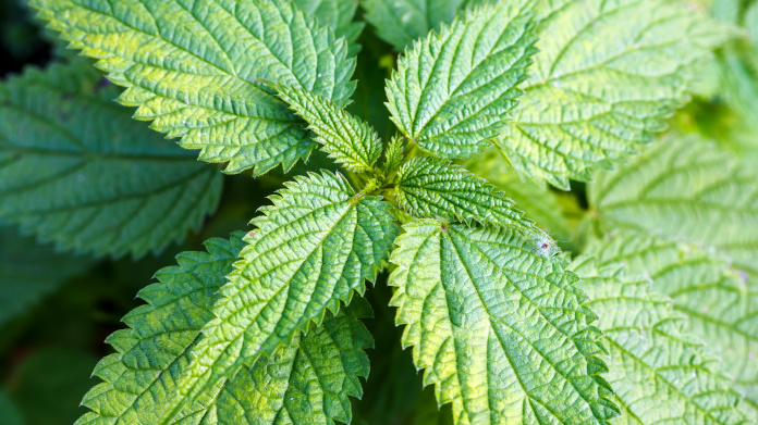 Common nettle Urtica dioica