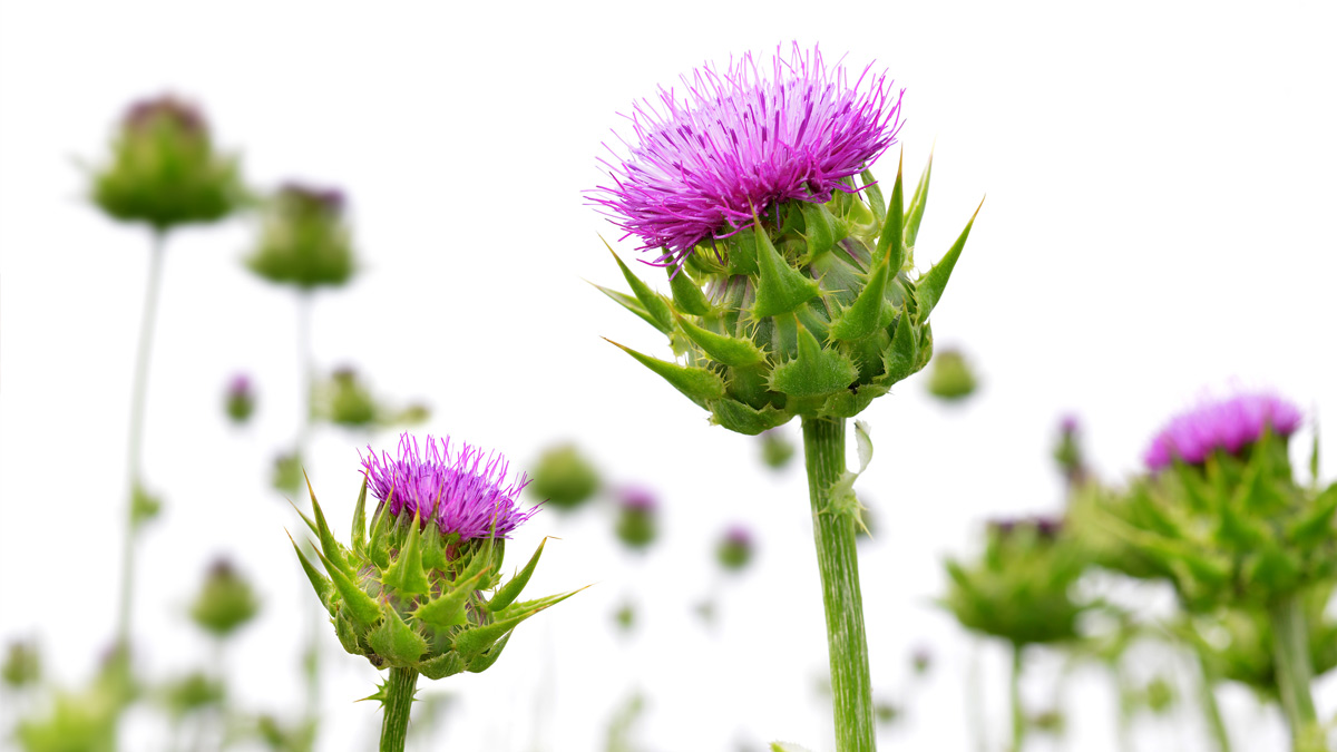 Photo of milk thistle plants