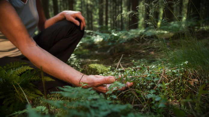 Forest bathing