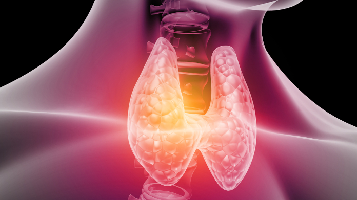 Anatomical diagram of the thyroid gland